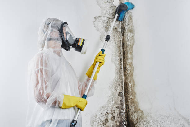 Best Attic Mold Removal in Windber, PA